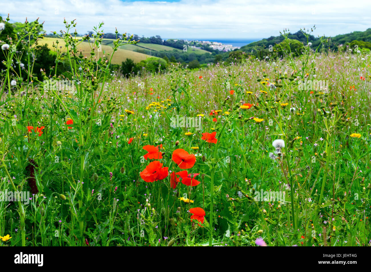 Blossoming meadow with visible sea in the background Stock Photo - Alamy