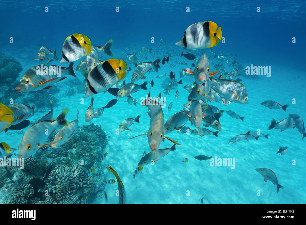 Tropical shoal of fish butterflyfish with snapper underwater in the lagoon of Rangiroa, French Polynesia, Tuamotus, Pacific ocean Stock Photo