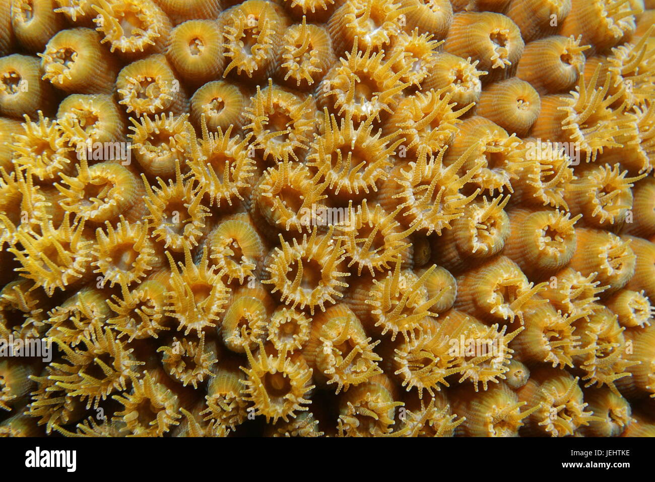 Macro of great star coral with open polyps, Montastraea cavernosa, underwater in the Caribbean sea Stock Photo