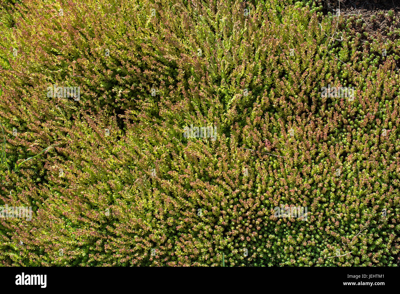 Green leaves of the spring season Stock Photo - Alamy