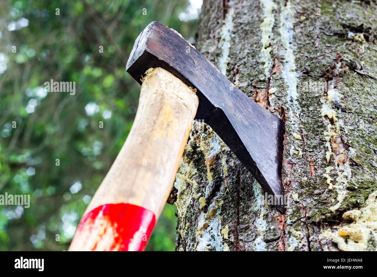 An ax is stuck in a tree in the forest Stock Photo