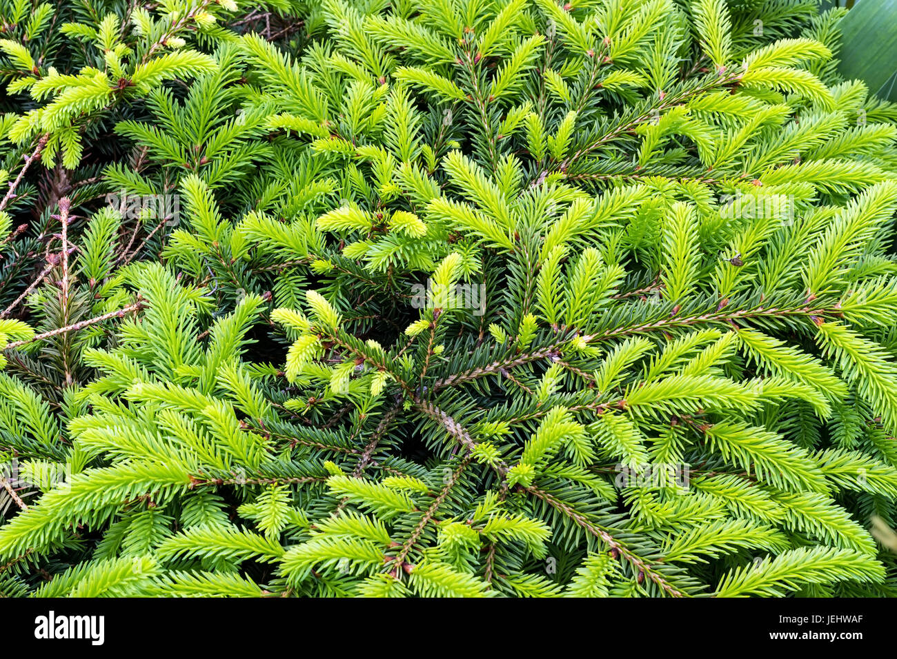 Young shoots of coniferous trees Stock Photo