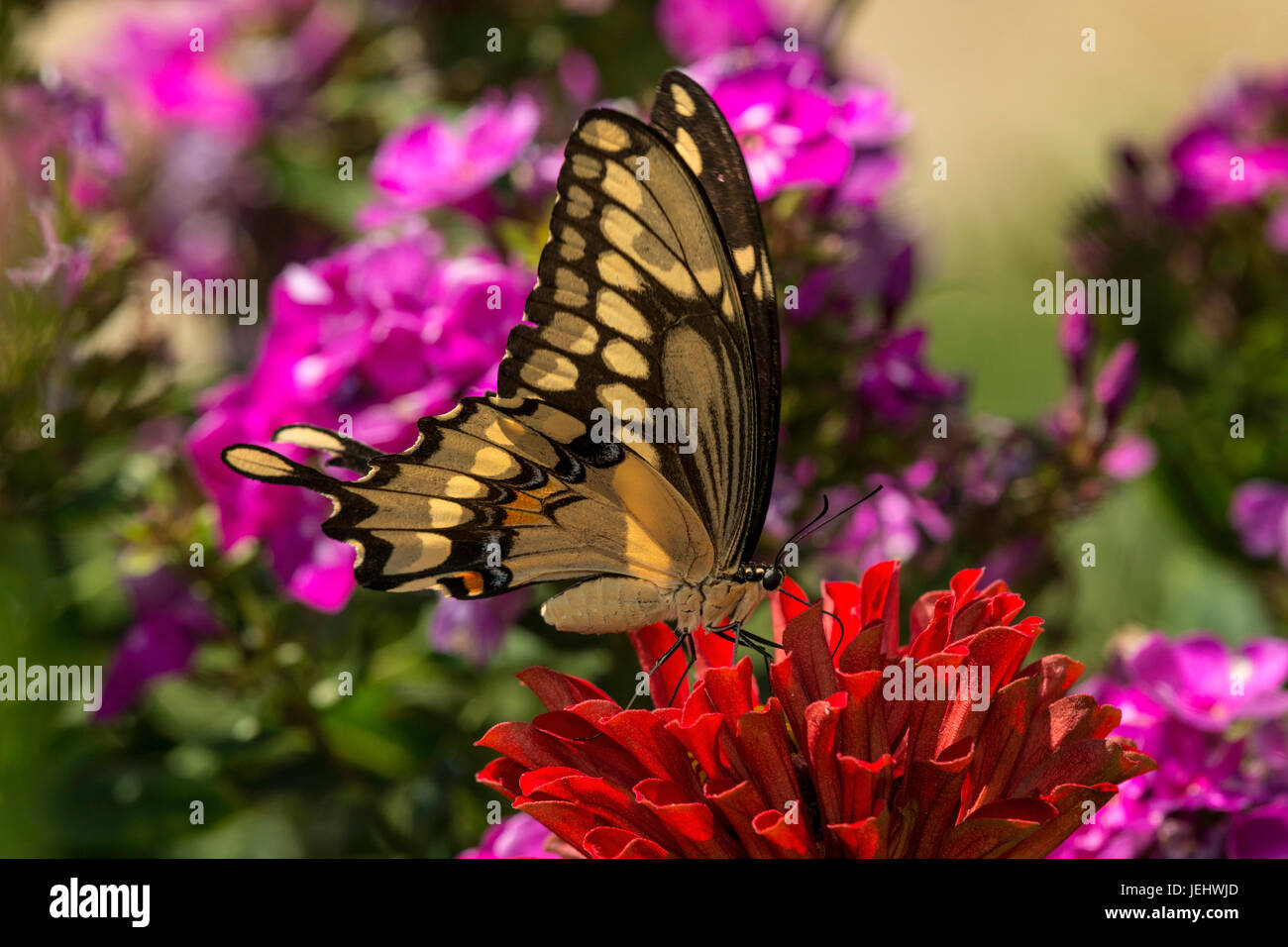 Giant Swallowtail nectarine on red Zinnia. Stock Photo