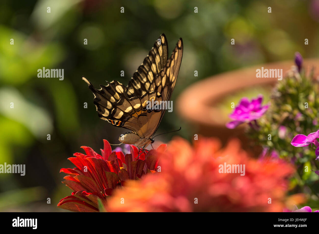 Giant Swallowtail nectarine on red Zinnia. Stock Photo