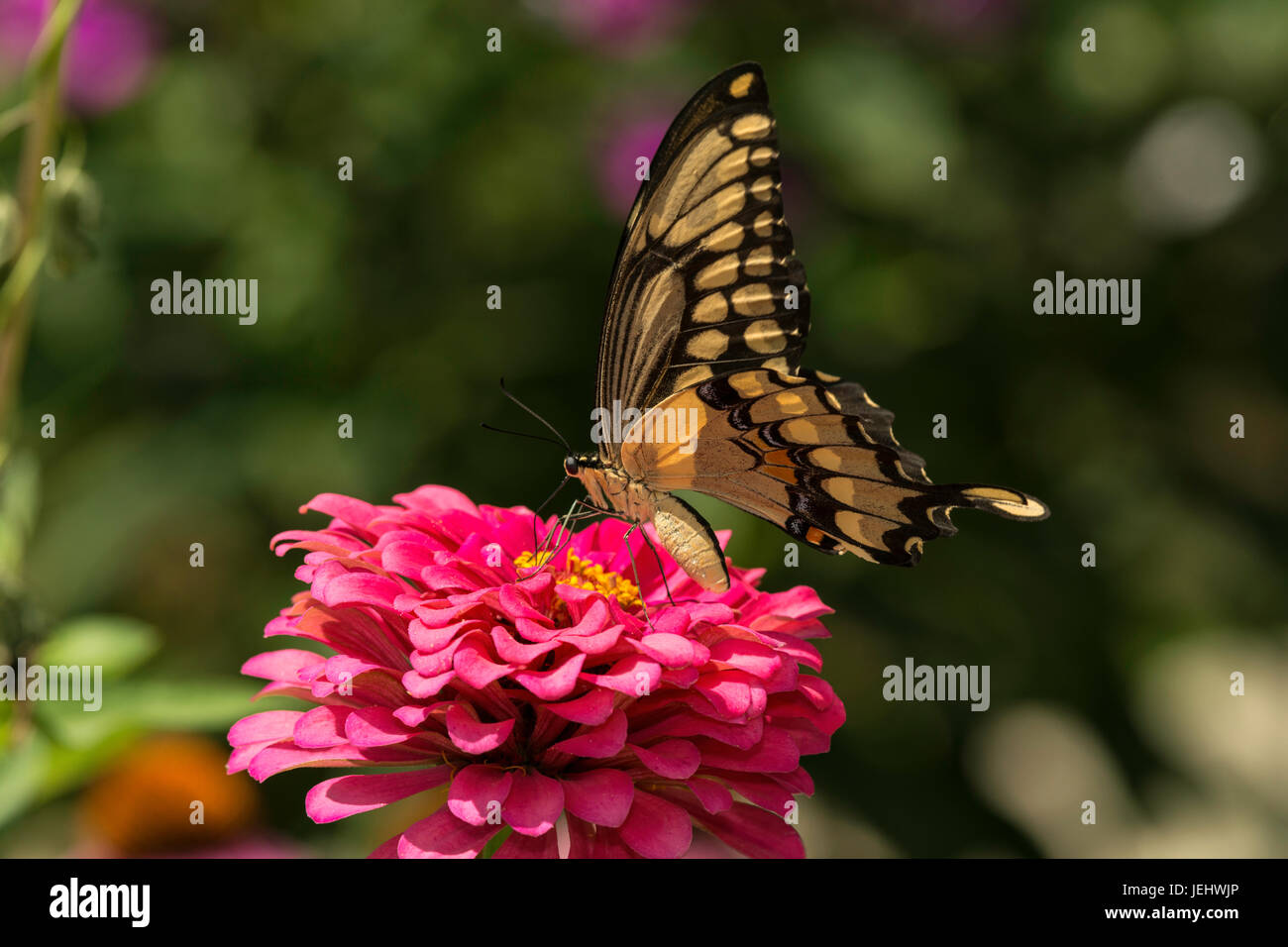 Giant Swallowtail Stock Photo