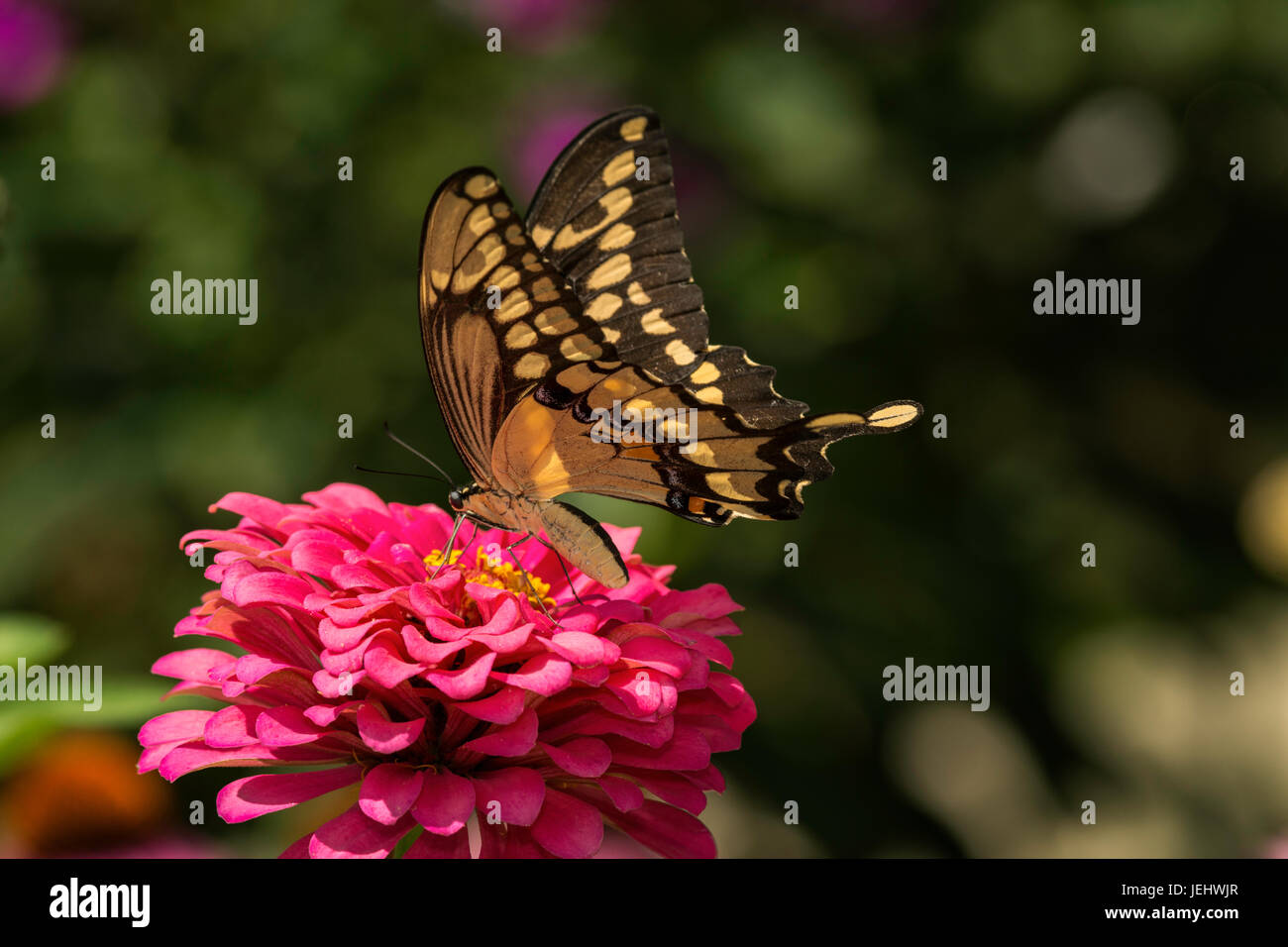 Giant Swallowtail Stock Photo