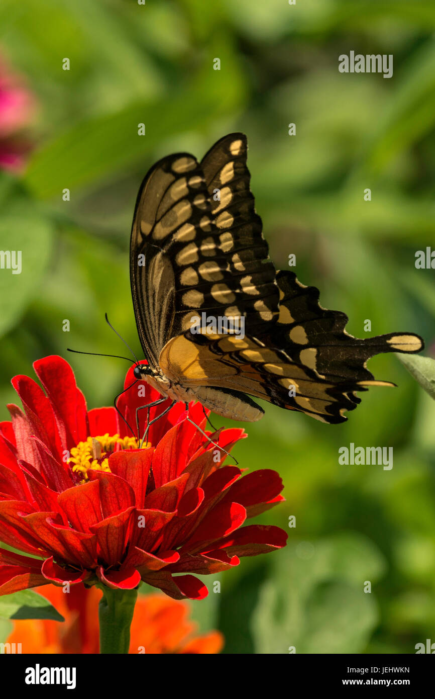 Giant Swallowtail nectarine on red Zinnia. Stock Photo