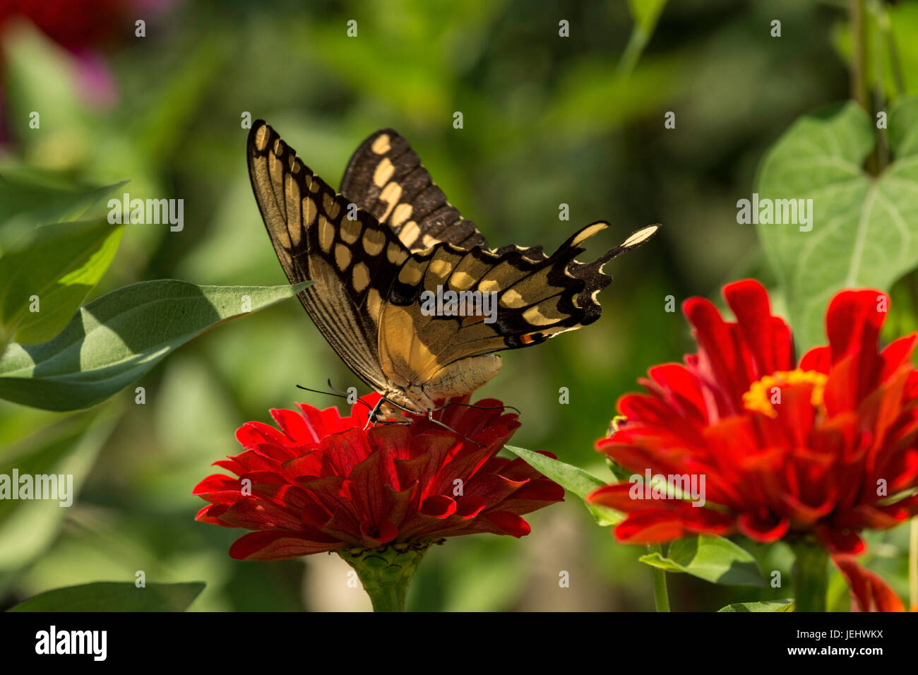Giant Swallowtail nectarine on red Zinnia. Stock Photo