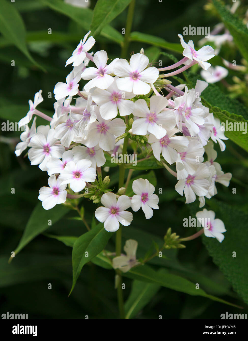 White Flowering Plant botanical gardens Stock Photo Alamy