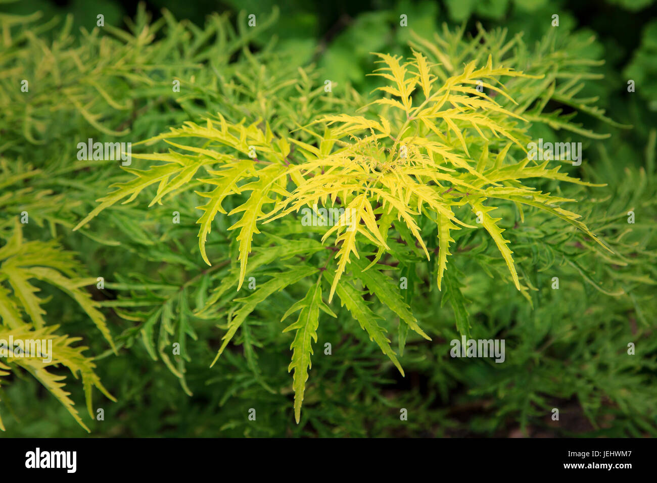 Lemony Lace Elderberry Sambucus racemosa Stock Photo - Alamy