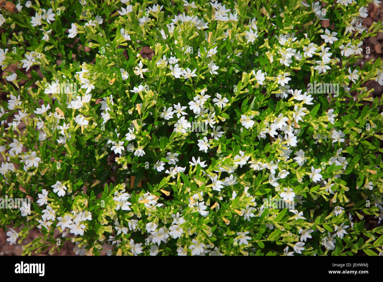 Cuphea hyssopifolia cupid white improved Mexican heather Stock Photo