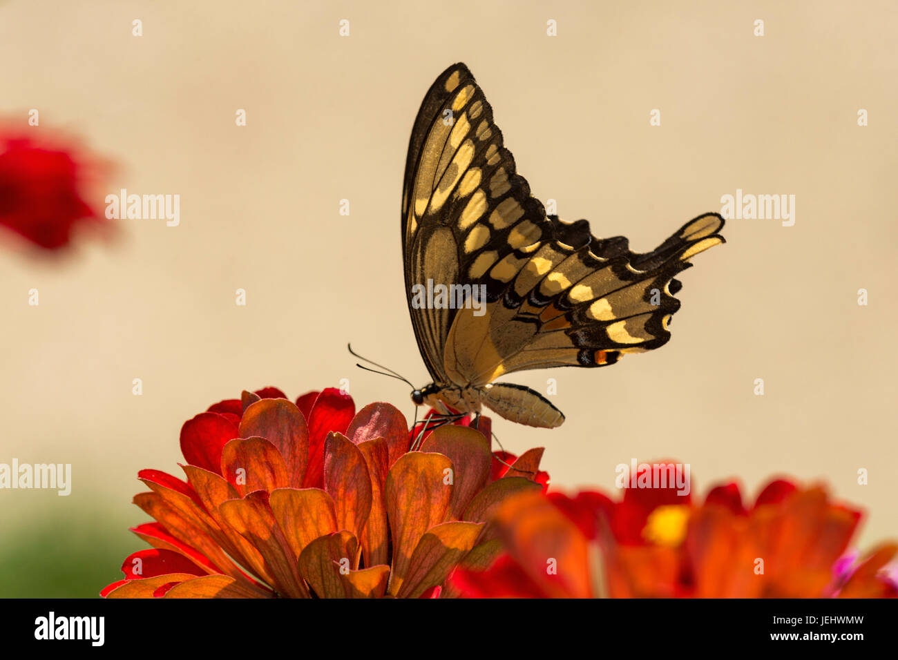 Giant Swallowtail on red Zinnia blossom. Stock Photo