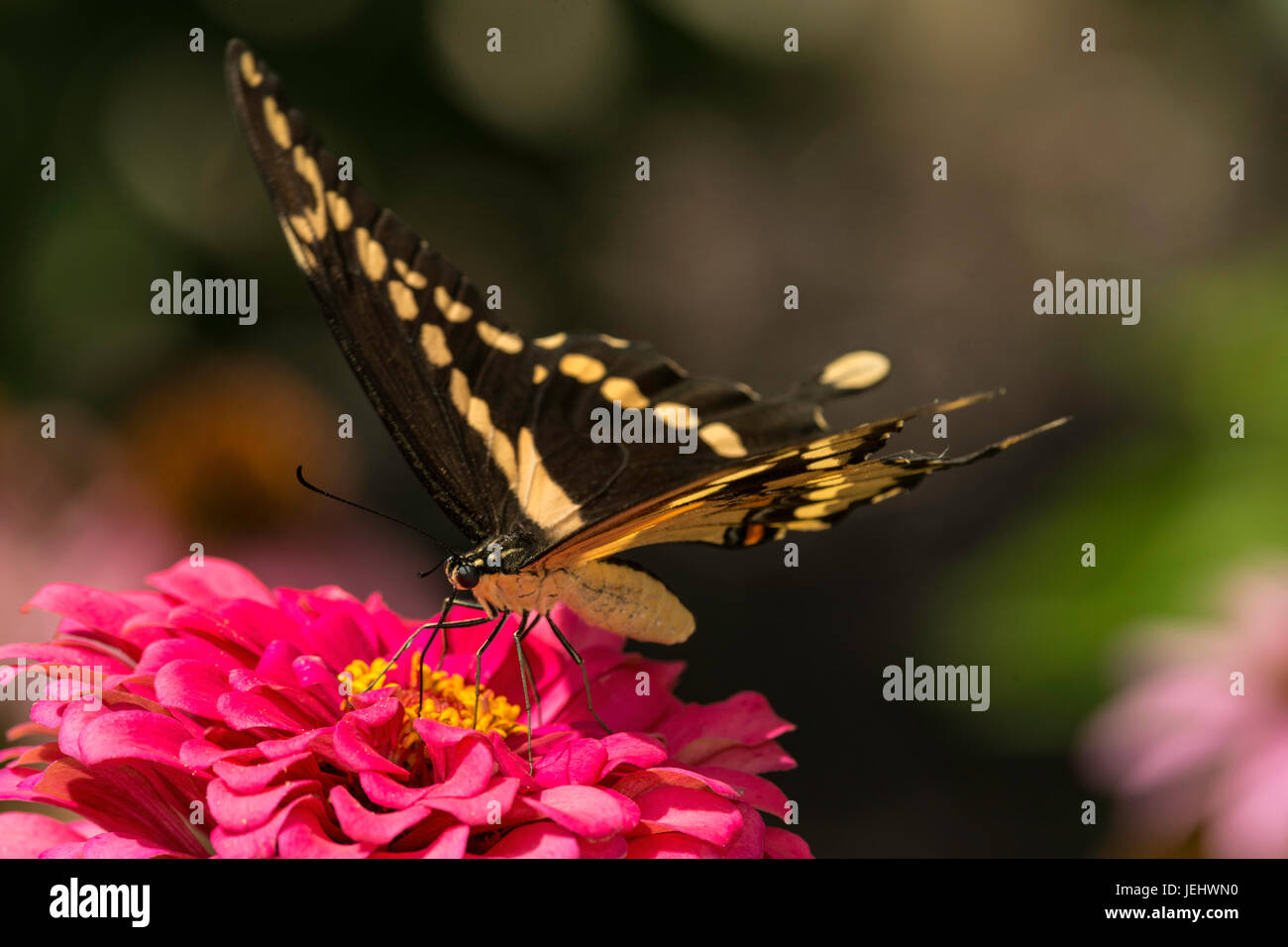 Giant Swallowtail Stock Photo
