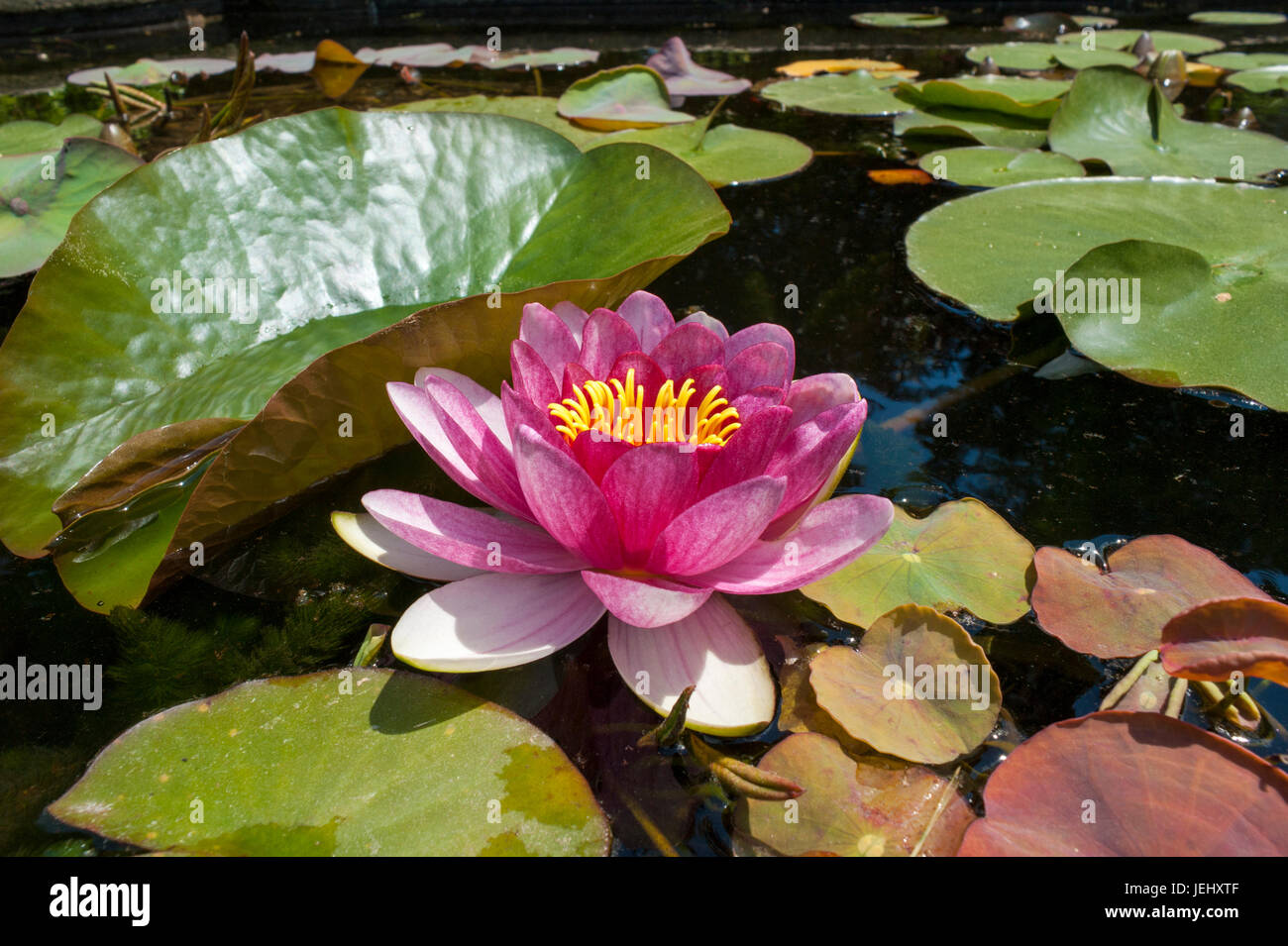 Water Lily (Nymphaea Attraction). Lily pond on Long Hill estate, in