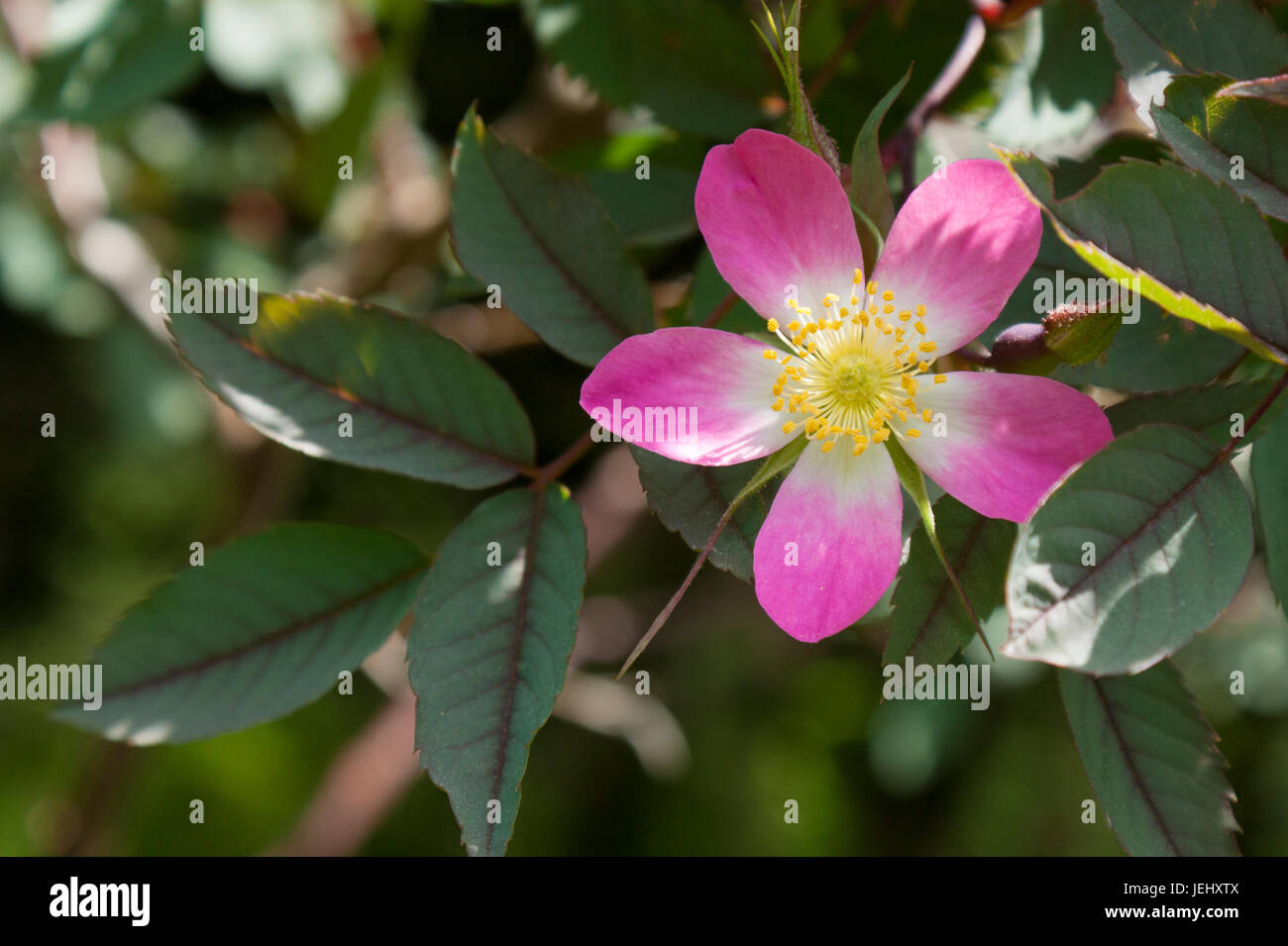 Redleaved rose (Rosa glauca). Sedgwick Gardens on Long Hill estate, in