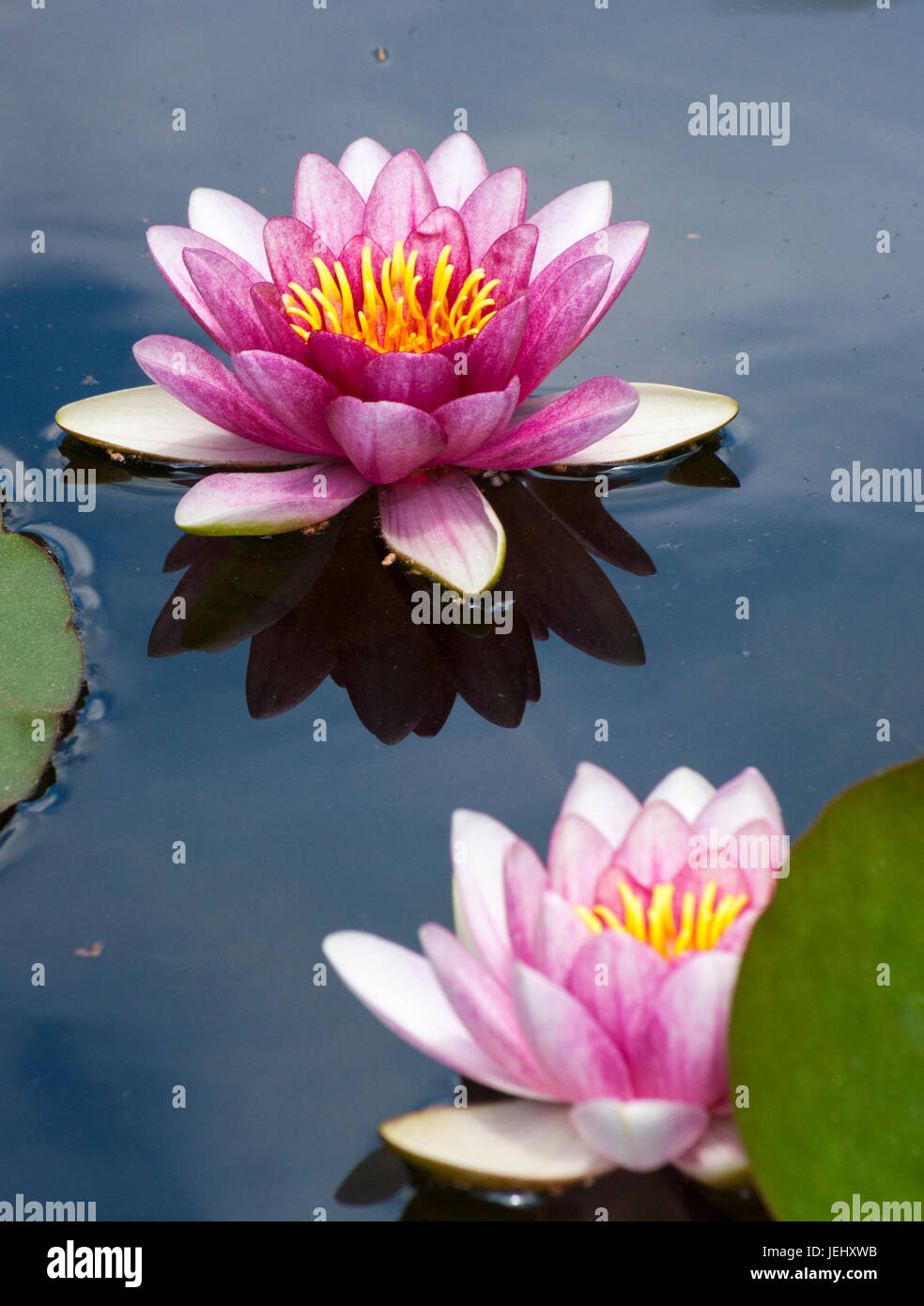 Water Lily (Nymphaea Attraction). Lily pond on Long Hill estate, in