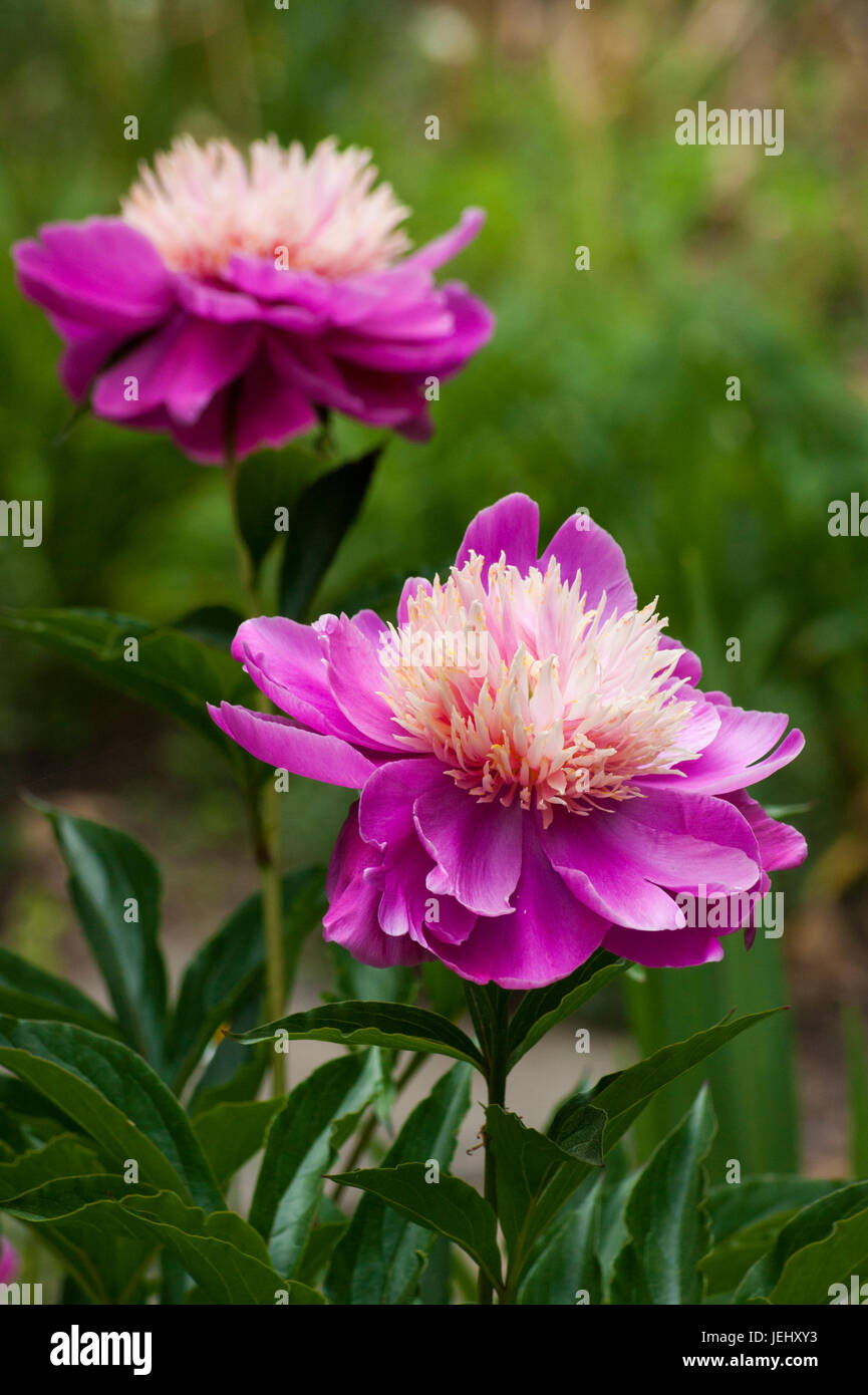 Bowl Of Beauty Peony Paeonia Lactiflora Sedgwick Gardens On Long Hill Estate In Beverly Ma Stock Photo Alamy