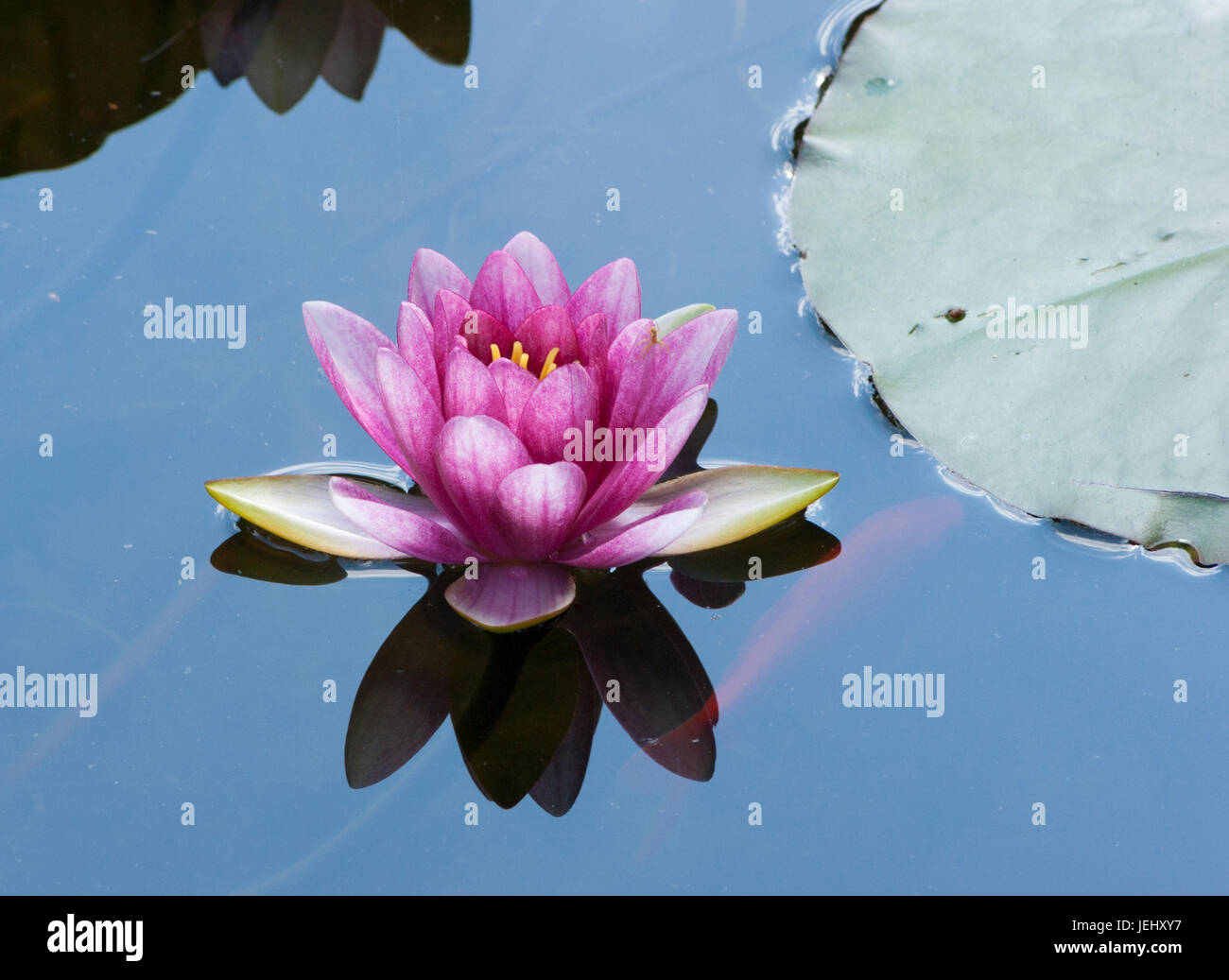 Water Lily (Nymphaea Attraction). Lily pond on Long Hill estate, in