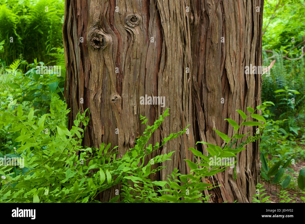 Cedar tree bark, in Sedgwick Gardens. Long Hill estate in Beverly, MA. Stock Photo