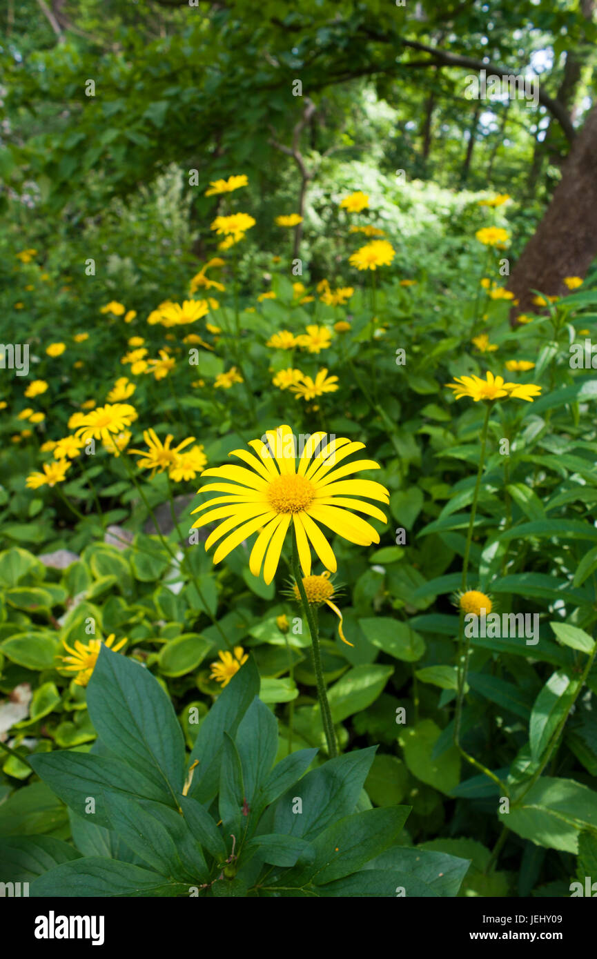 Leopard's-bane (Doronicum pardalianches). Sedgwick Gardens on Long Hill estate, in Beverly, MA. Stock Photo