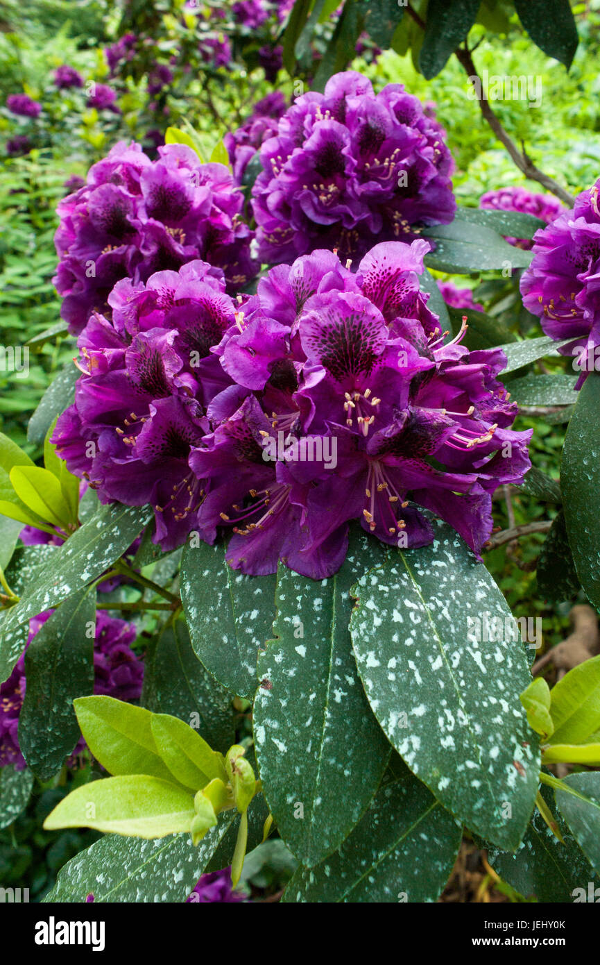 Purple azalea hi-res stock photography and images - Alamy