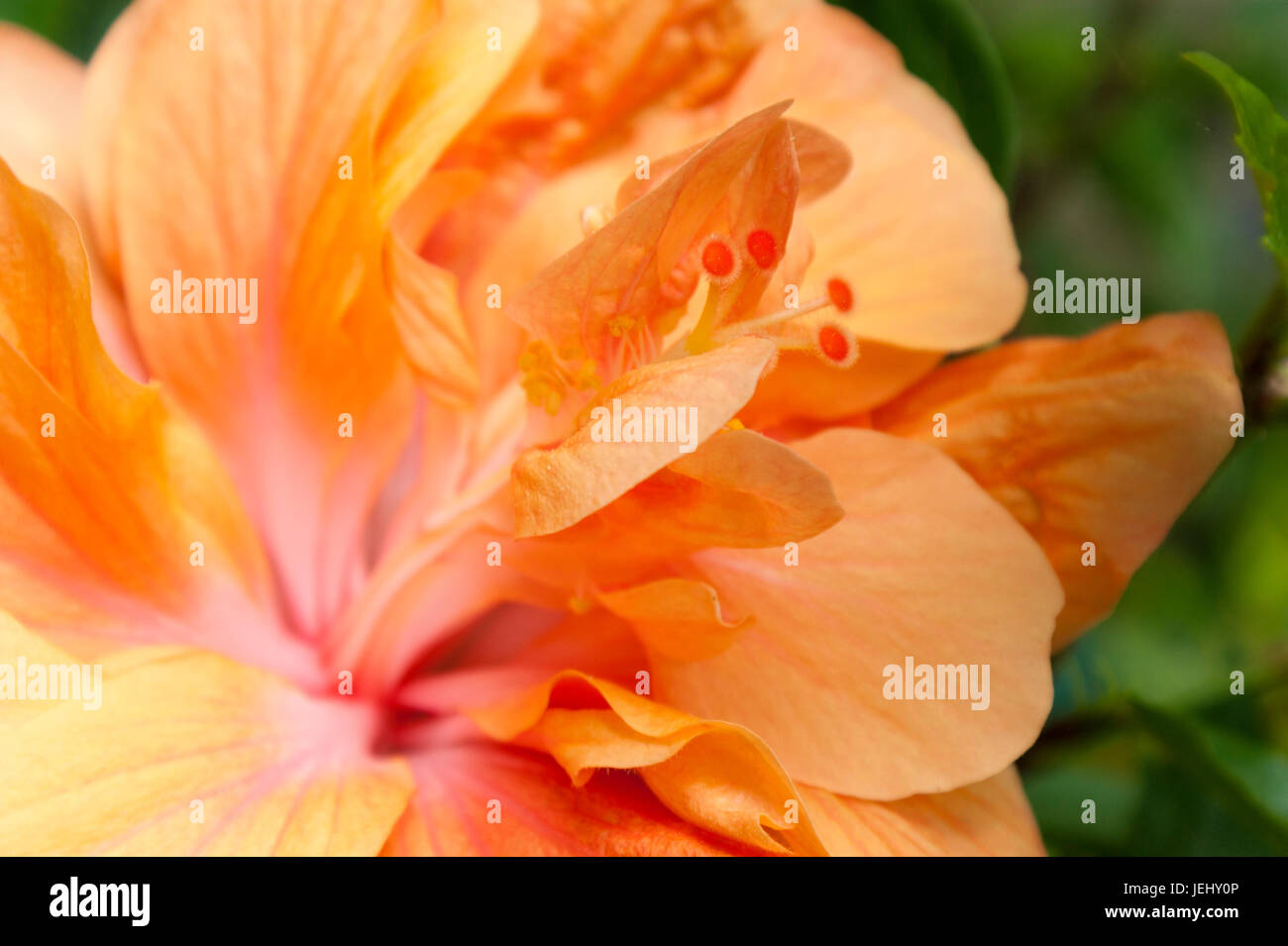 Detail of Double Orange Hibiscus (Hibiscus rosa-sinensis). Sedgwick Gardens on Long Hill estate, in Beverly, MA. Stock Photo