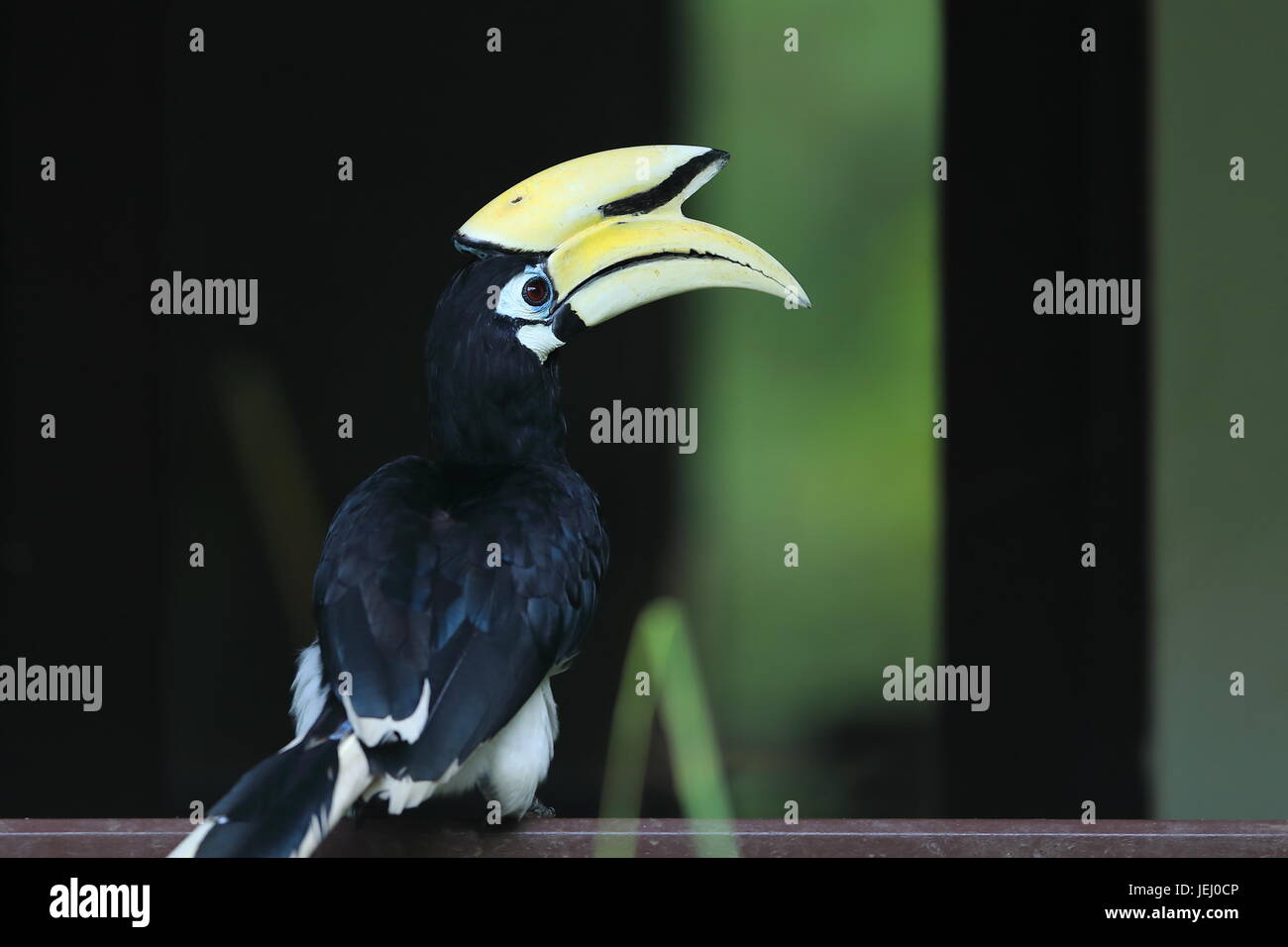Single hornbill hires stock photography and images Alamy