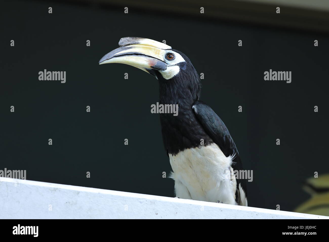 A single hornbill bird perched on a railing in Sungei Buloh wildlife