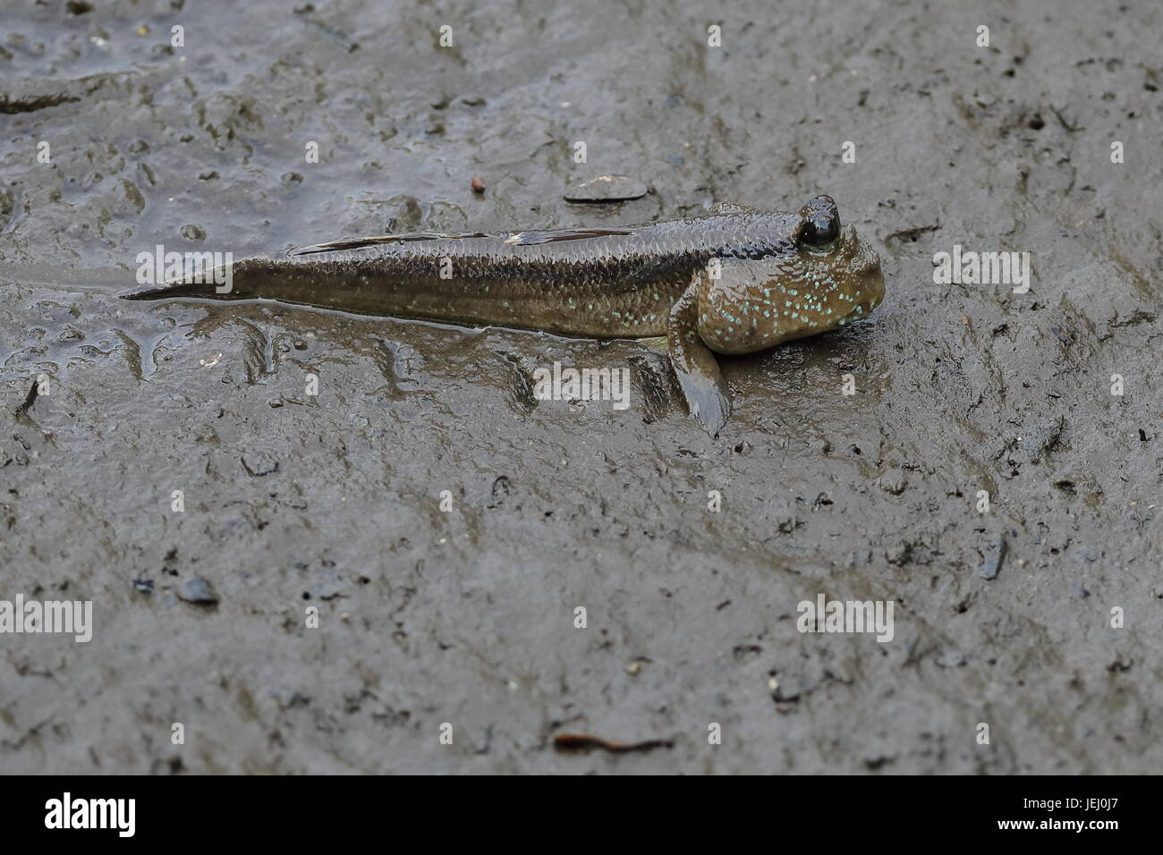 Mangrove Mudskipper Hi Res Stock Photography And Images Alamy