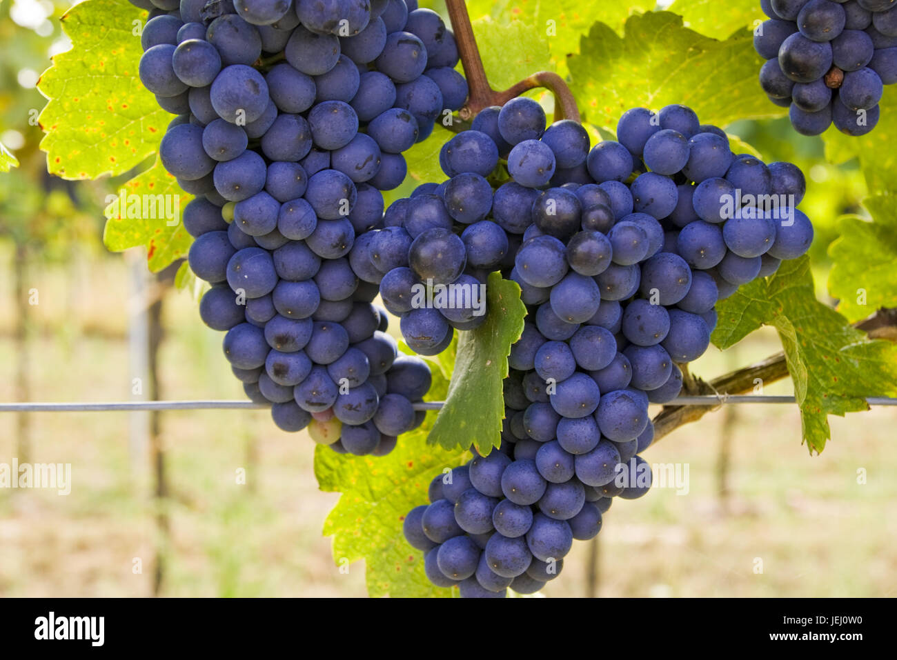 Red grapes on the grape-vine Stock Photo