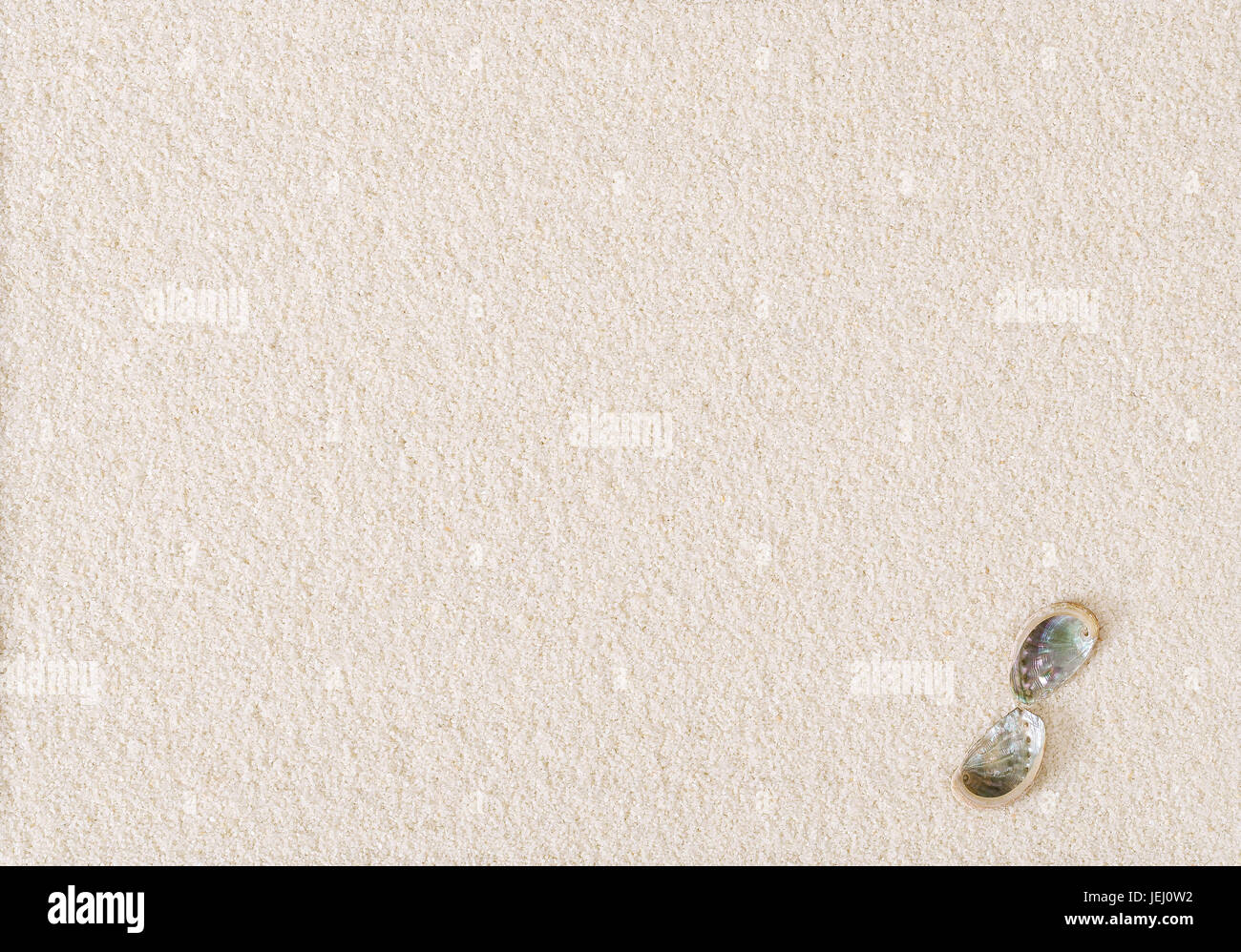 Two abalone shells on flat white sand surface. Ormer, Haliotis, a sea snail and marine gastropod mollusc with open spiral structure. Stock Photo