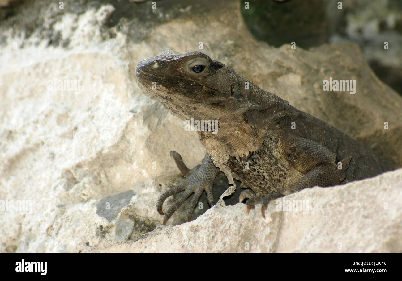 iguana Stock Photo