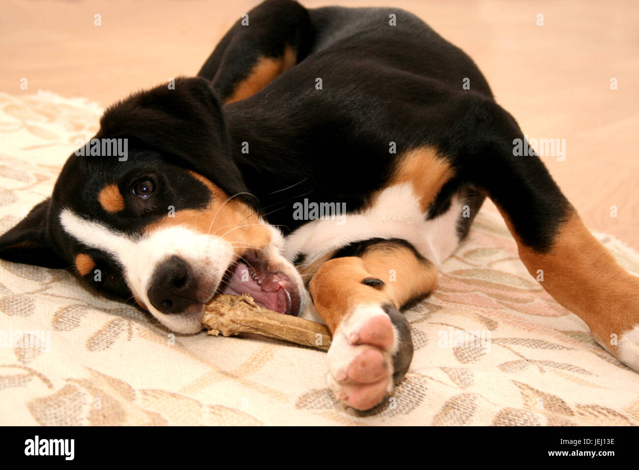 Schweizer sennenhund hires stock photography and images Alamy