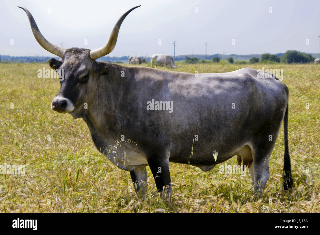 Maremmaner cow, Tuscany, Italy, Europe Stock Photo