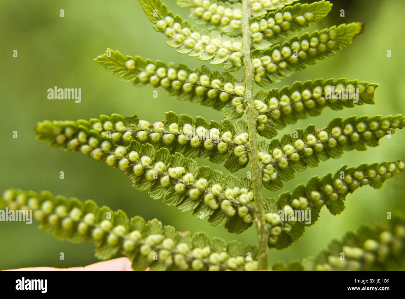Spores in the fern underside Stock Photo