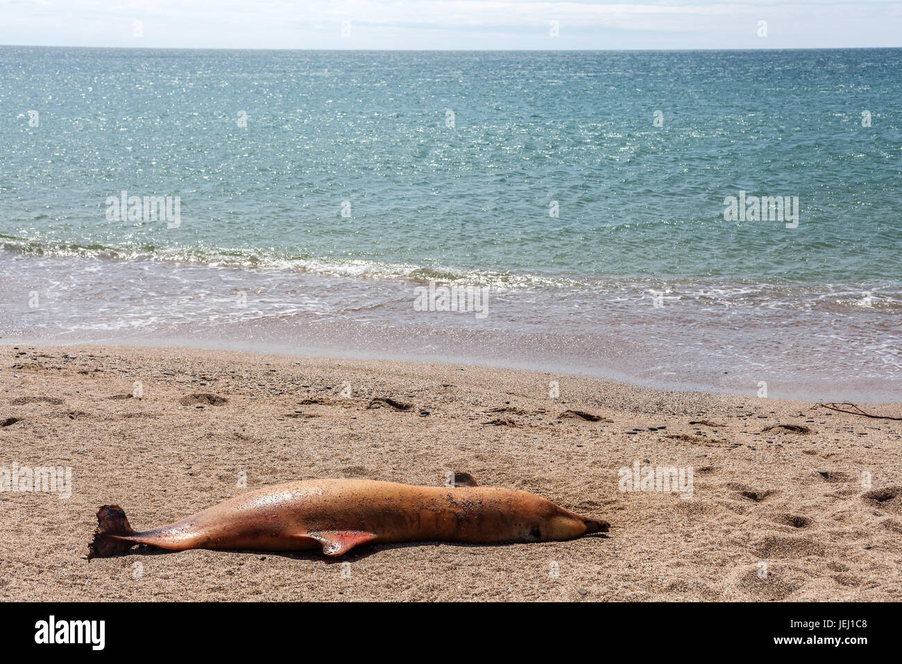 Dead Bottlenose dolphin. Stock Photo