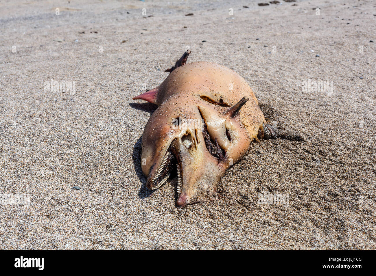Dead Bottlenose dolphin  lies on the coast Stock Photo
