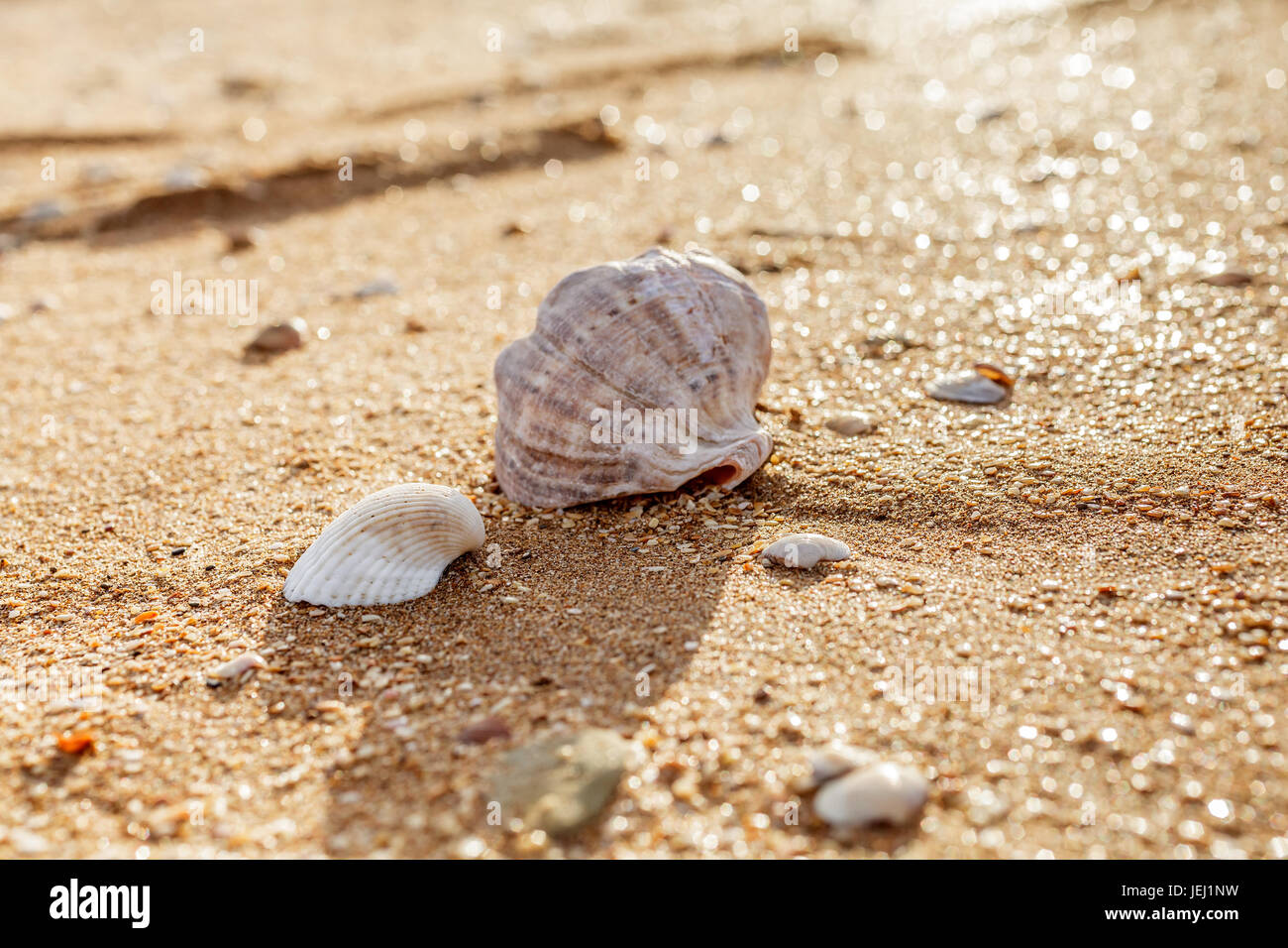 Shell Rapana venosa Stock Photo - Alamy