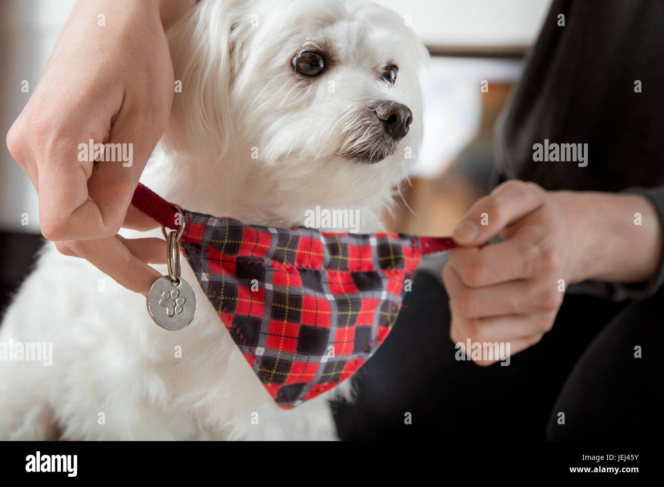 Putting collar on dog hires stock photography and images Alamy