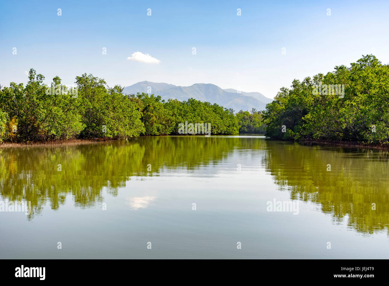 Mangrove forest in Zambales, North of Luzon, Philippines Stock Photo