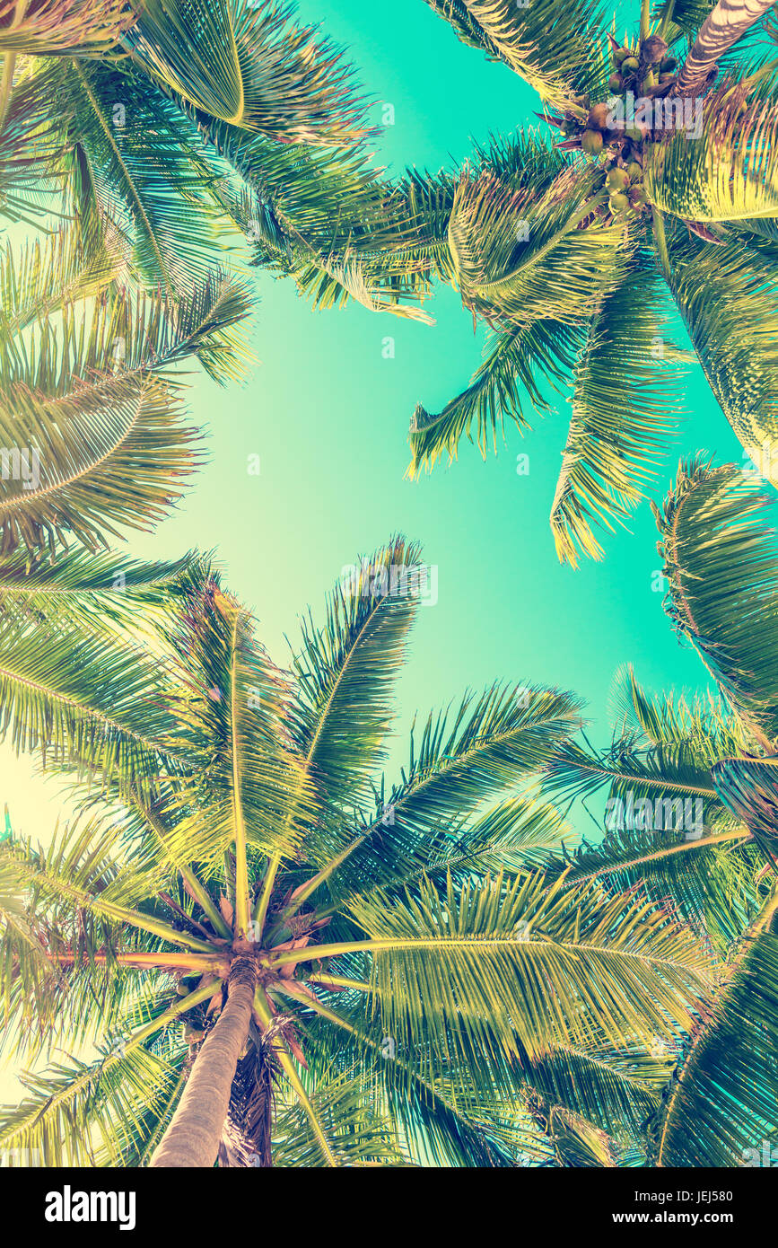 Blue sky and palm trees view from below Stock Photo