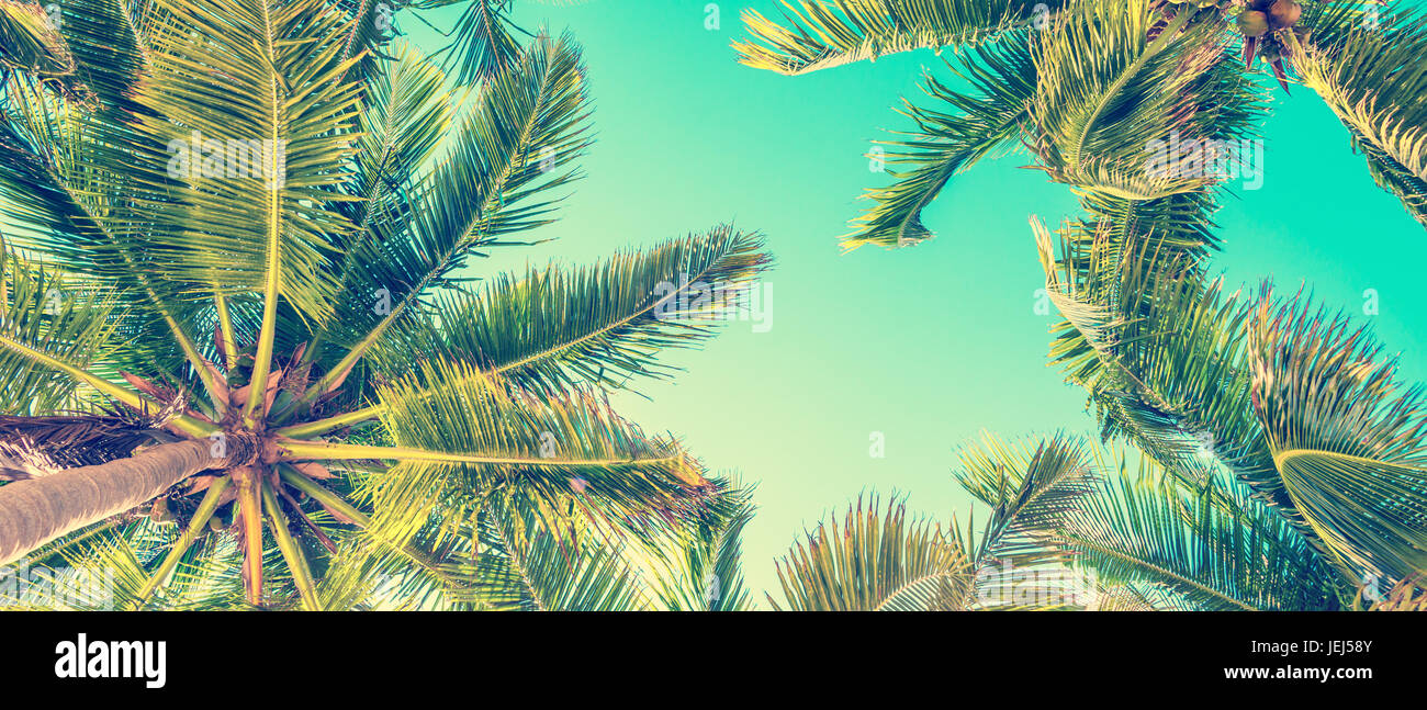 Blue sky and palm trees view from below, vintage style, summer panoramic background Stock Photo