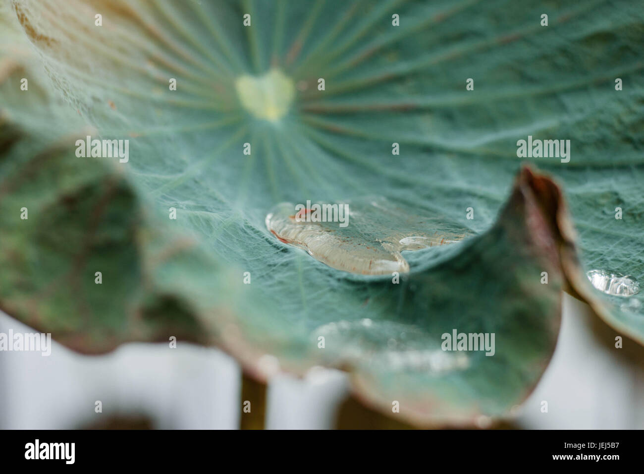 Water on lotus leaves after rain with green background Stock Photo - Alamy