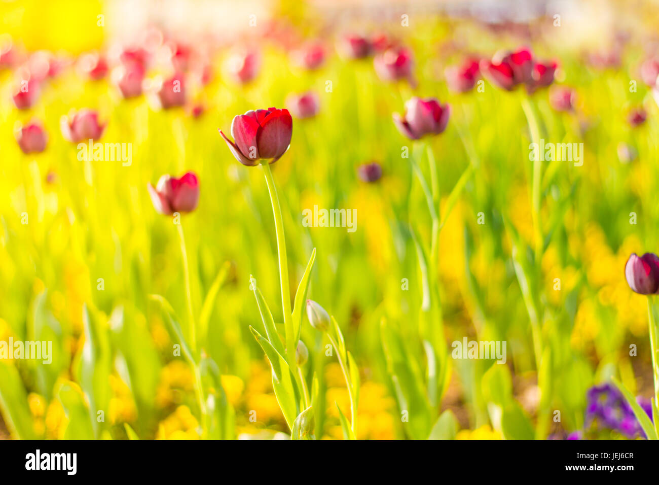 Amazing summer nature flowers, pink tulips and sunlight day landscape. Natural view spring summer flower blooming in the garden green grass background Stock Photo