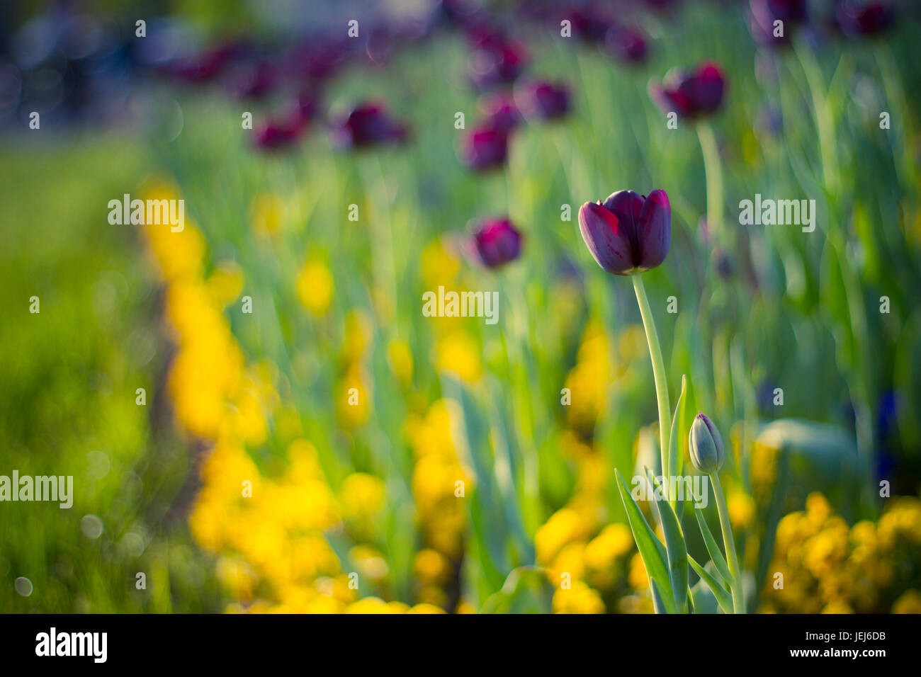 Amazing summer nature flowers, pink tulips and sunlight day landscape. Natural view spring summer flower blooming in the garden green grass background Stock Photo