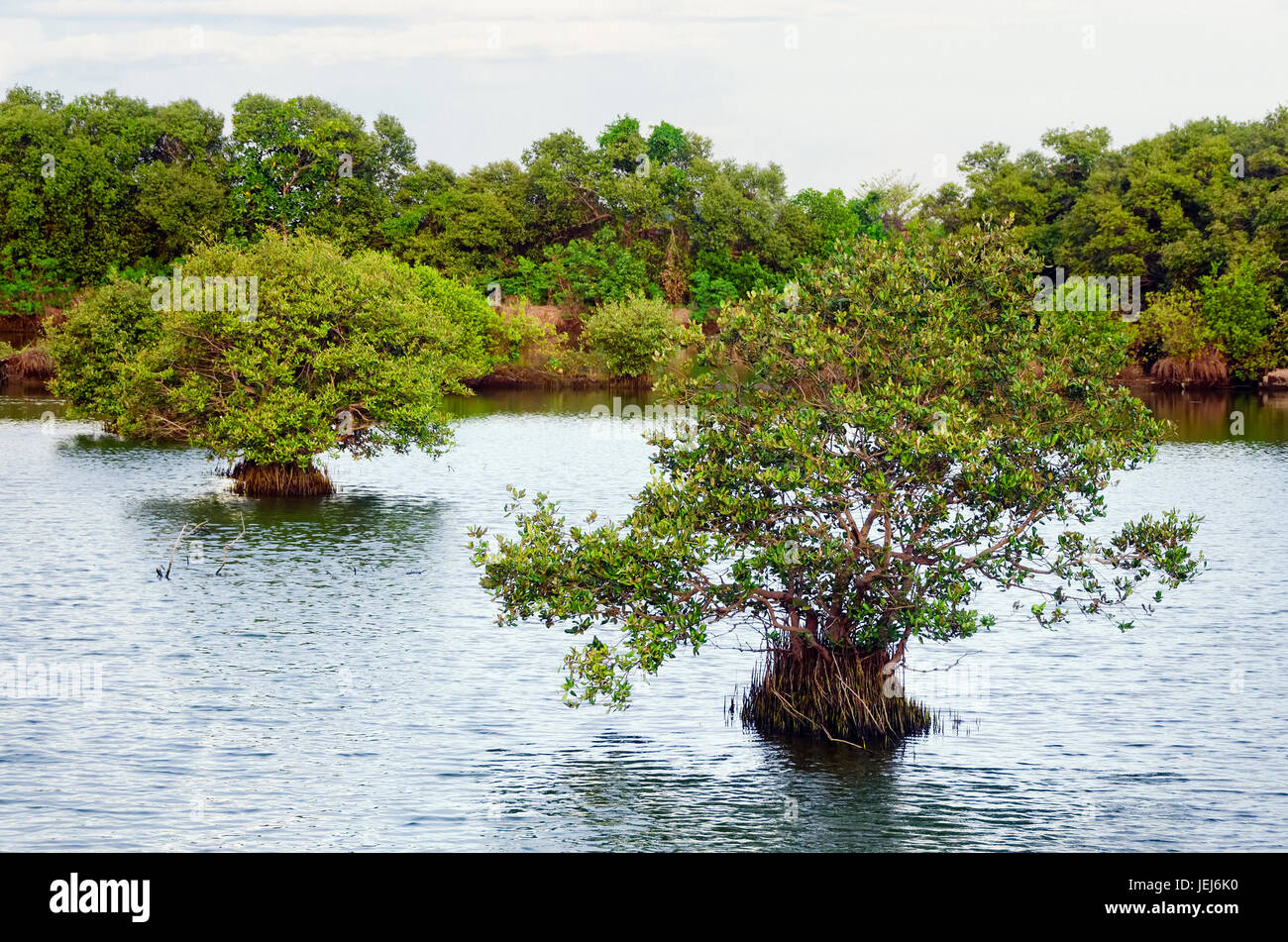 Mangrove trees in brackish water Stock Photo Alamy