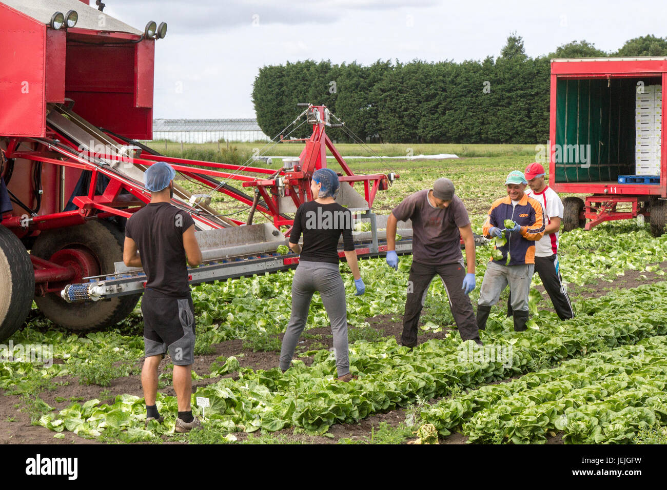 Tarleton, Lancashire, UK. 26th Jun, 2017. EU Nationals face uncertain future as they harvest lettuce.  The farms & farmers consistently rely on a large number of immigrant, migrant works and Eu citizens to assist in the labour intensive planting, weeding and harvesting of salad crops, and whose employment remains in some doubt as negotiations start over Brexit.  Britain's food production depends on seasonal migrant labour from the EU. Credit; MediaWorldImages/AlamyLiveNews Stock Photo
