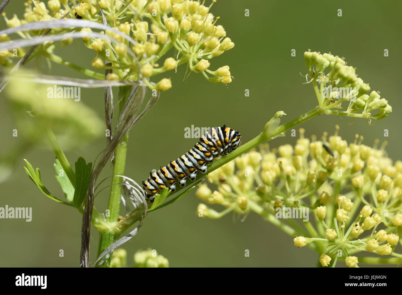 Black swallowtail caterpillar feeding on host plant Stock Photo - Alamy