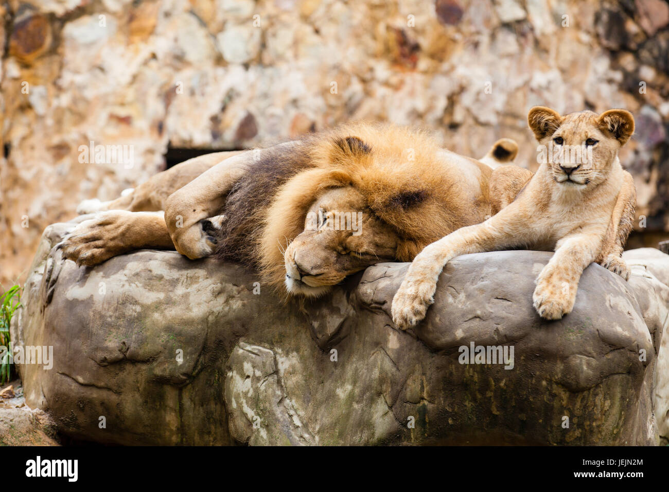 Lion (Panthera leo) resting on top of a rock Stock Photo - Alamy