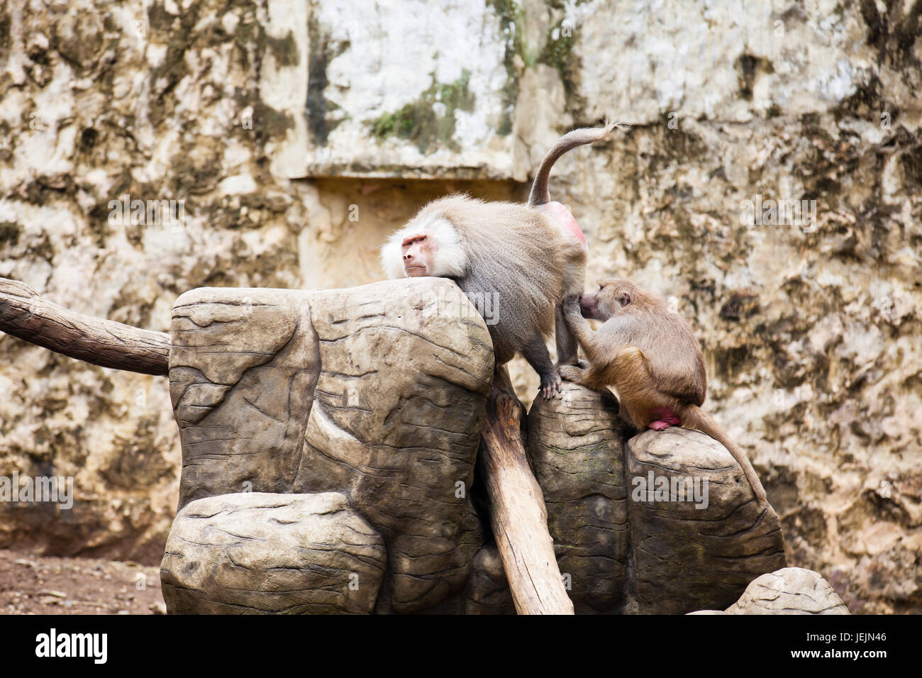 Baboons removing fleas (hamadryas baboon) in captivity Stock Photo